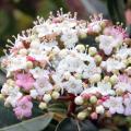 Viburnum tinus - Groenblijvende sneeuwbal