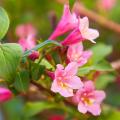 Weigela met roze bloemen