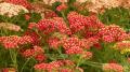 Les Folies... vaste planten