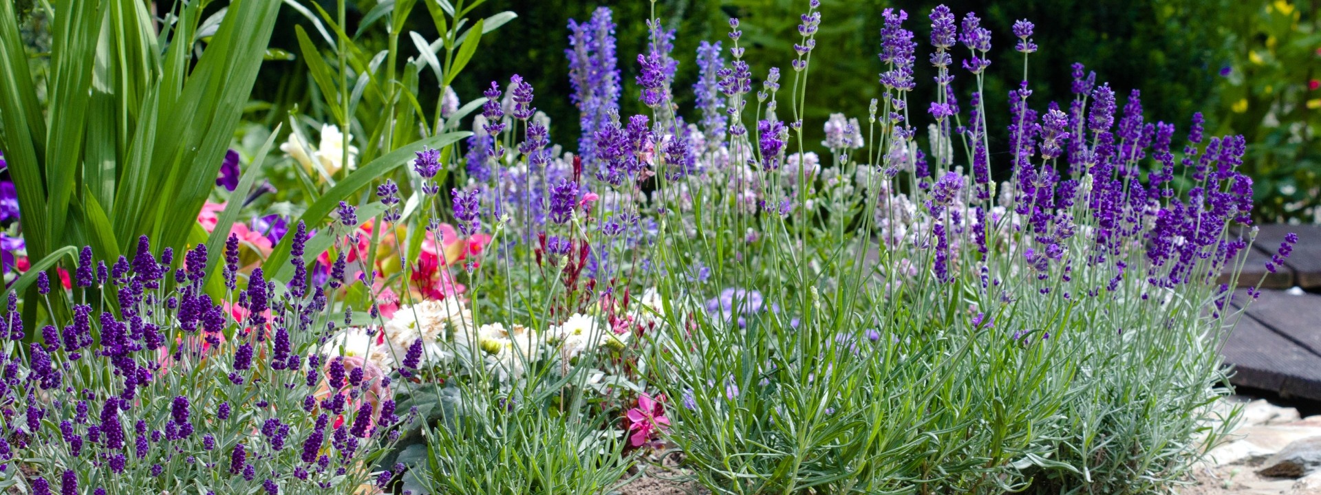 <i>Vaste planten</i> DROOGTEBESTENDIG