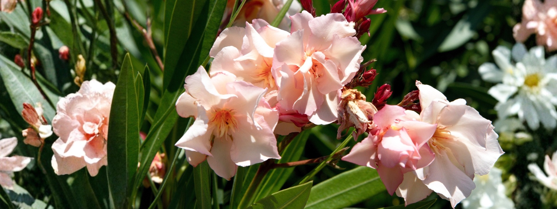 <i>AANBIEDING</i> NERIUM OLEANDER