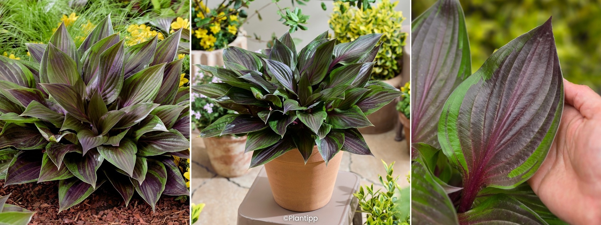 <i>Nieuw</i> HOSTA Red Ninja®