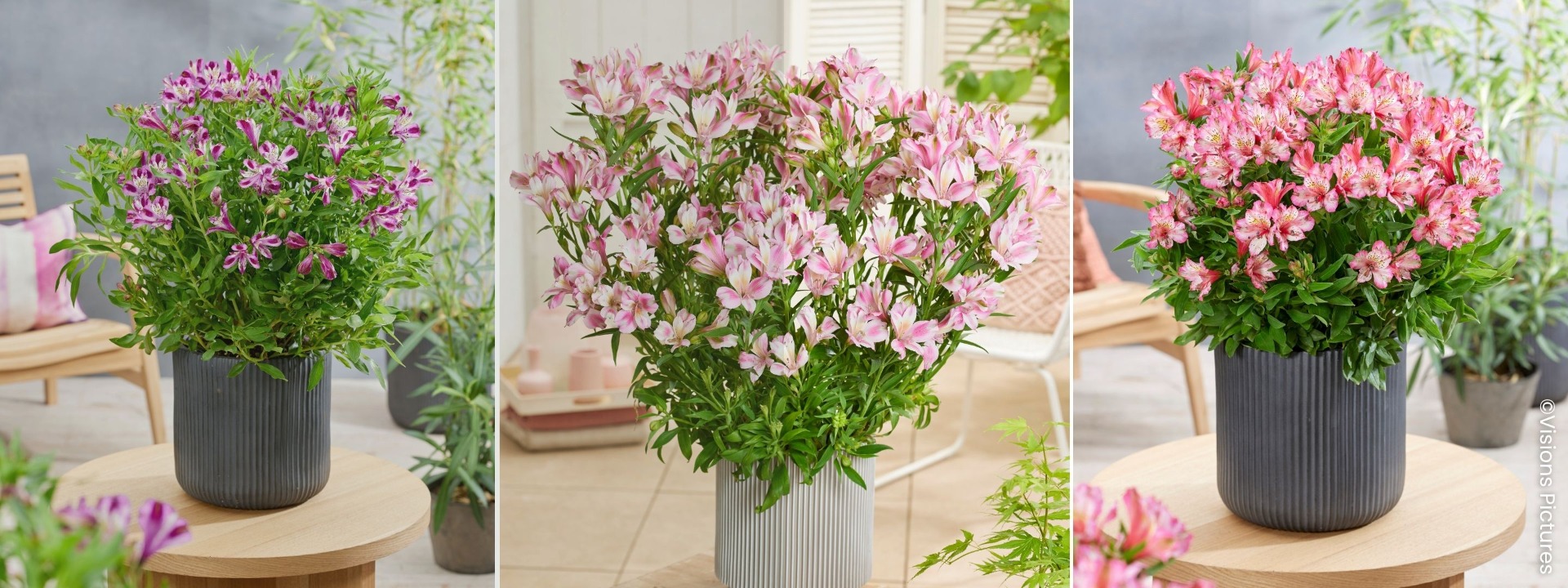 <i>NIEUW</i> ALSTROEMERIA